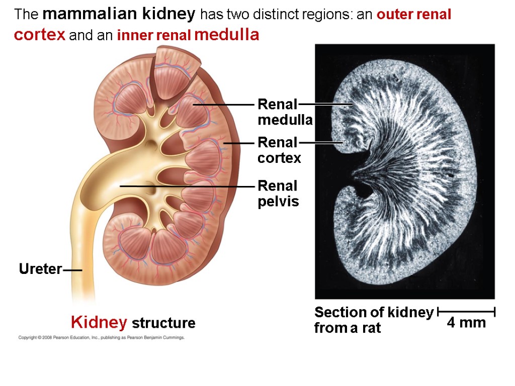 The mammalian kidney has two distinct regions: an outer renal cortex and an inner